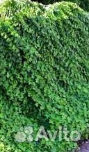 Продаю плющи