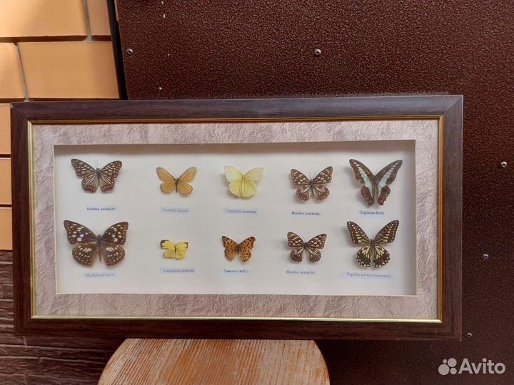 Бабочки в рамках