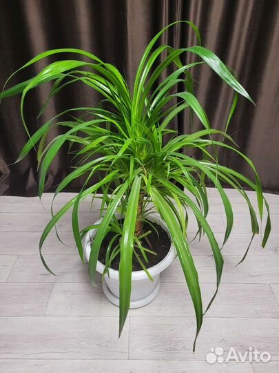 Пальма панданус