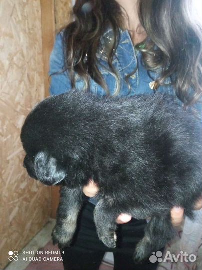 Щенки помчи 2 девочки