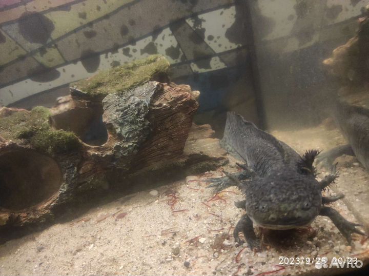 Продам гуппи