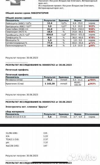 Кот в добрые руки