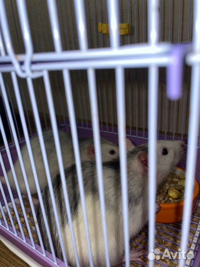 Крыски дамбо