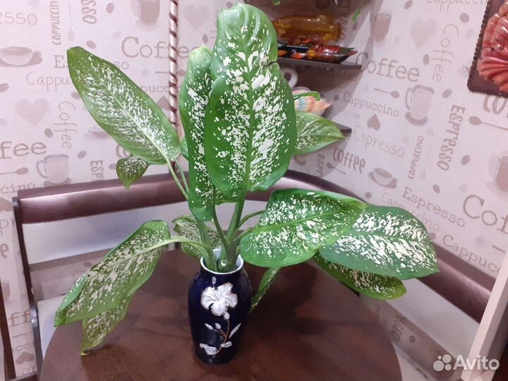 Диффенбахия