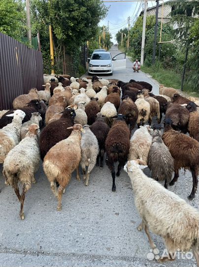 Бараны курдючные