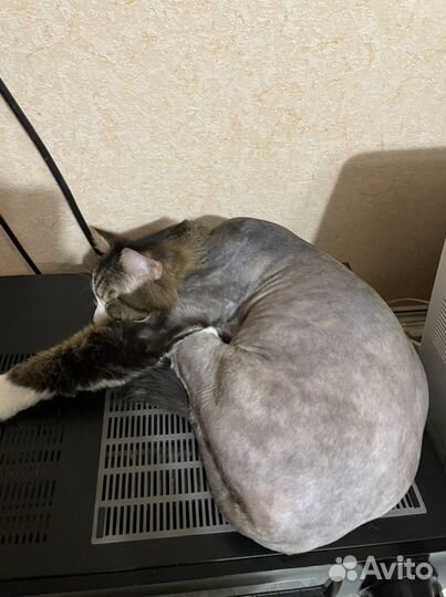 Груменг кошек Грумир подстричь кота кошку