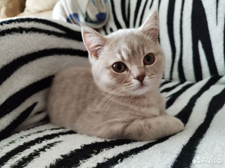 Британские котята