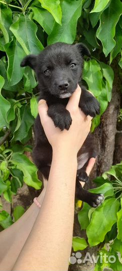 Щенки от маленькой собачки