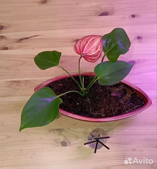 Антуриум мужское счастье