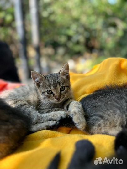 Котята в добрые руки отдам бесплатно