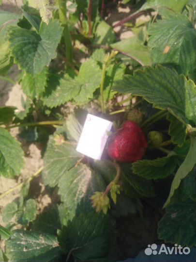 Рассада клубники