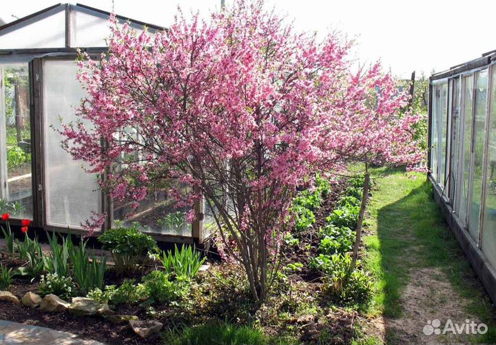 Саженцы для дачи