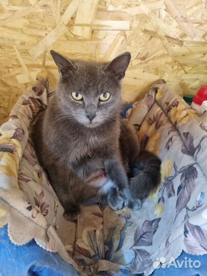 Русская голубая кошка