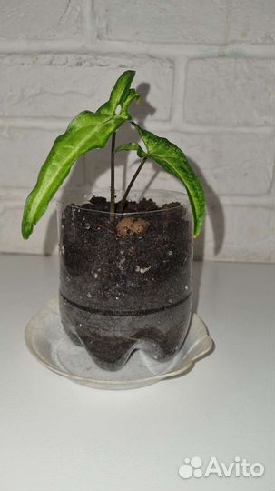 Сингониум -2 вида