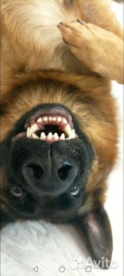 Немецкая овчарка вязка