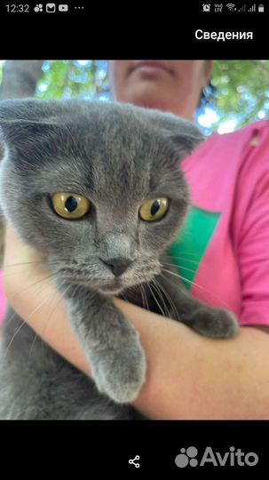 Кошки породистые бесплатно