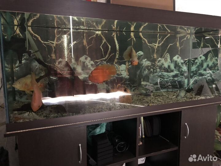 Аквариум с тумбой 500 литров