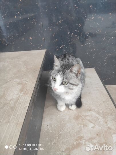 Отдам кота бесплатно (мальчик)