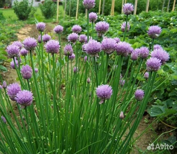 Многолетники для сада