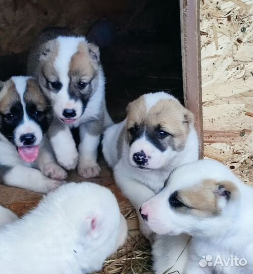 Щенки сао алабай