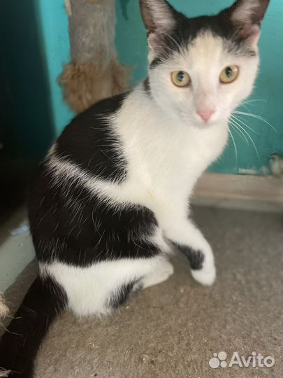 Котик подросток кастрированный