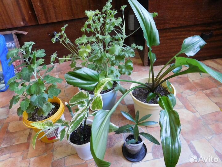 Комнатные цветы