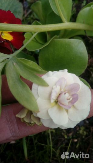 Примулы махровые, лох серебристый, махровый ландыш