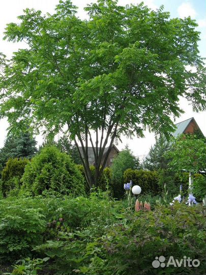 Манжурский орех