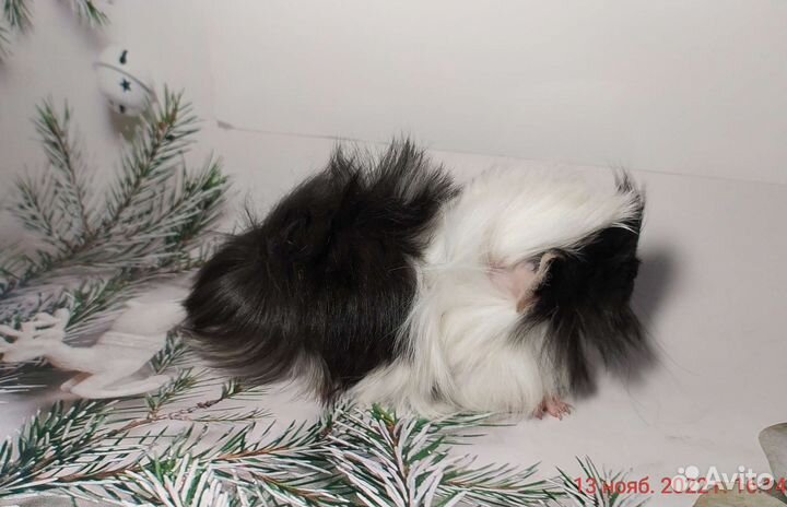 Морские свинки