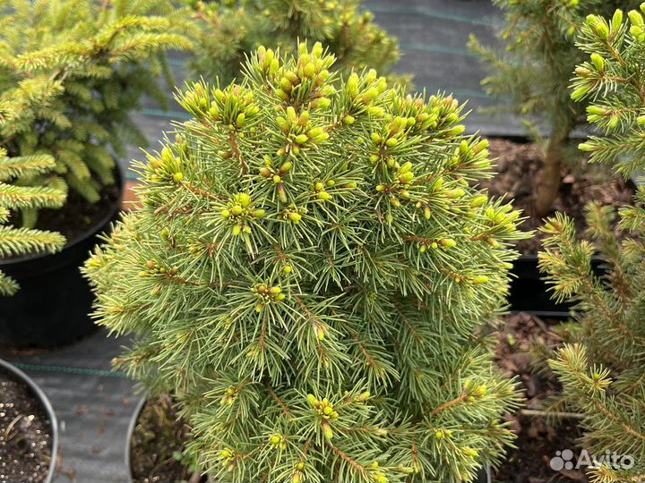 Ели канадские Коника,Рейнбов Энд,Дези Уайт