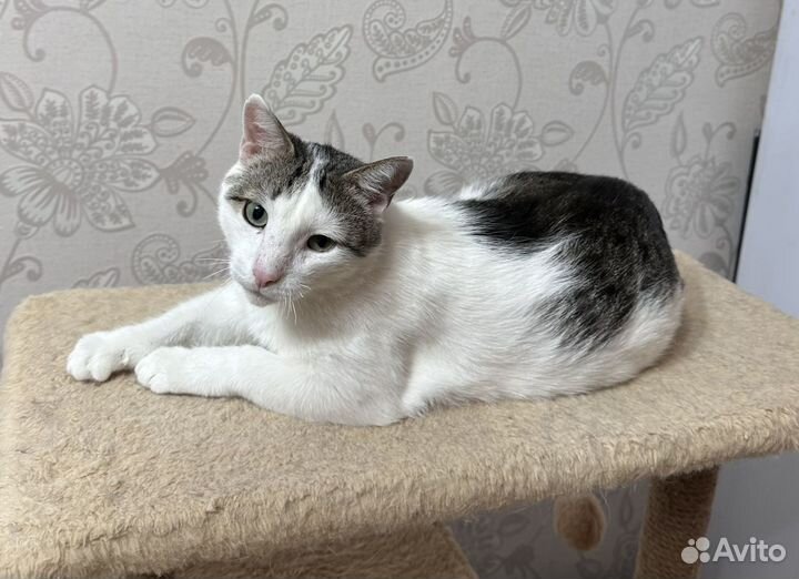 Николай очень ждет хозяйку