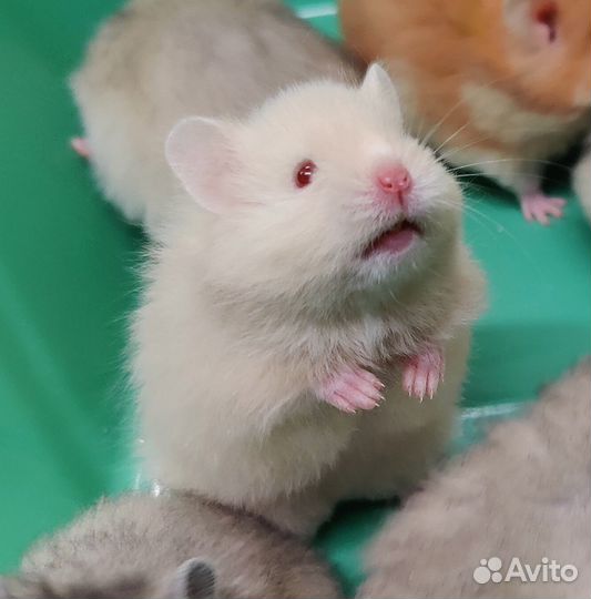 Сирийские Ангорские Хомяки Плюшевые Мишки Рексы