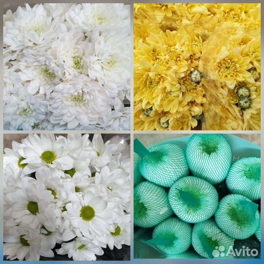 Хризантема кустовая