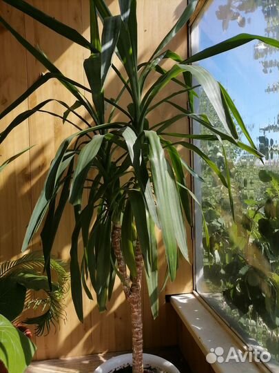 Пальма юкка