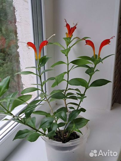 Эсхинантус Жар птица