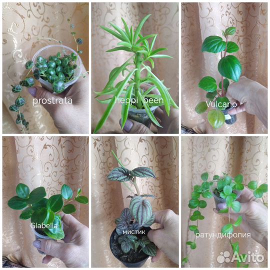 Пеперомии много сортов