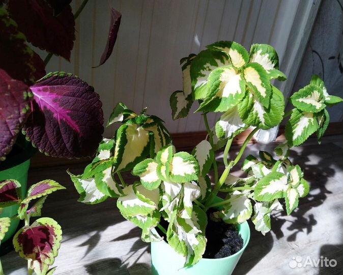 Комнатное растение Колеус