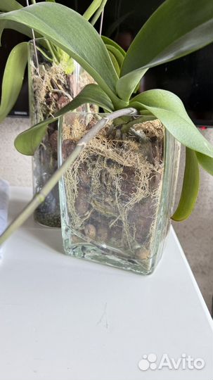 Орхидея фаленопсис