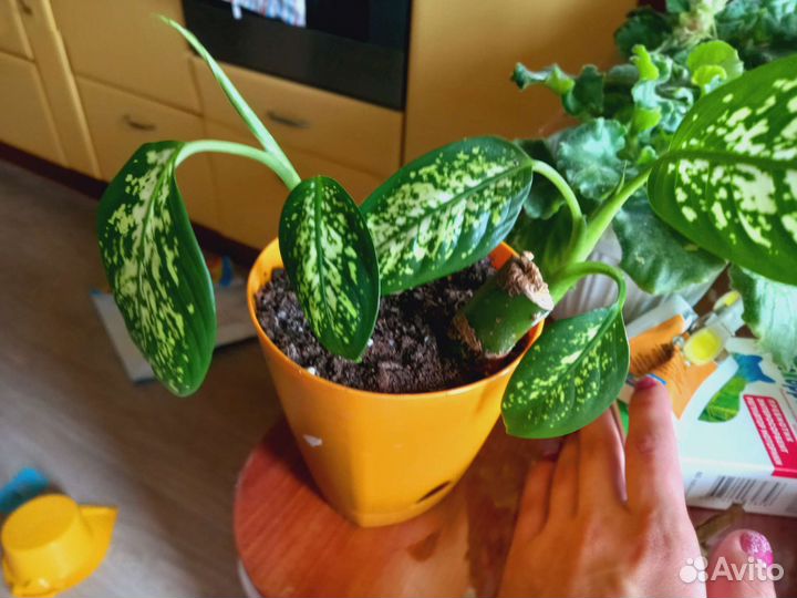 Диффенбахия