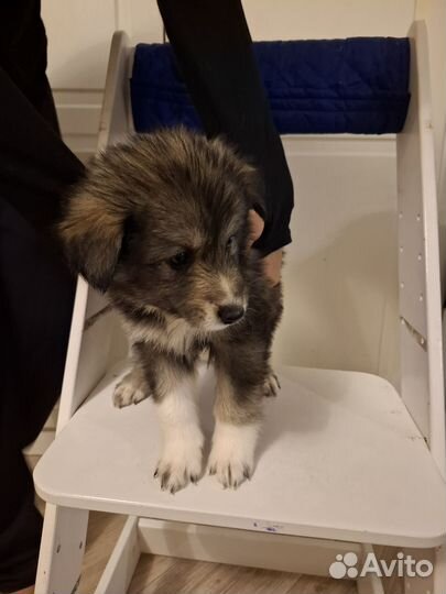 Отдам в добрые руки