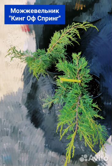Можжевельник 