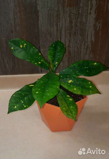 Аукуба японская (Золотое дерево) Рео