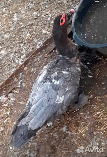 Мускусные утки