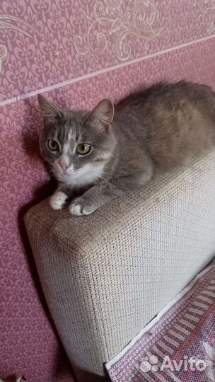 Кошки в добрые руки