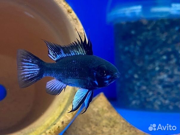 Апистограмма Рамирези Сапфир Синяя (арт 9130)