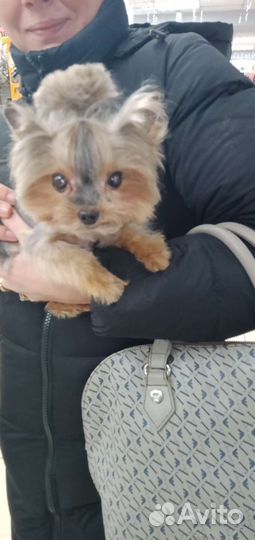 Стрижка собак и кошек. Выездной грумер