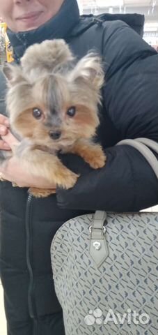 Стрижка собак и кошек. Выездной грумер