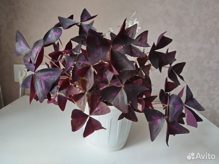 Кислица оксалис