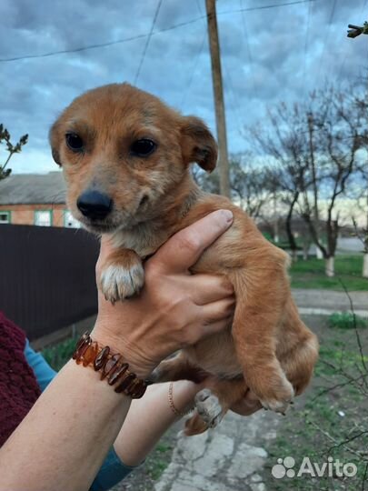 Собака в добрые руки щенок