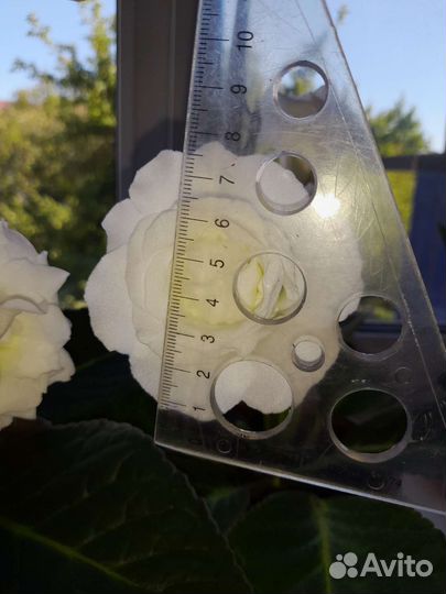 Глоксиния махровая Белая